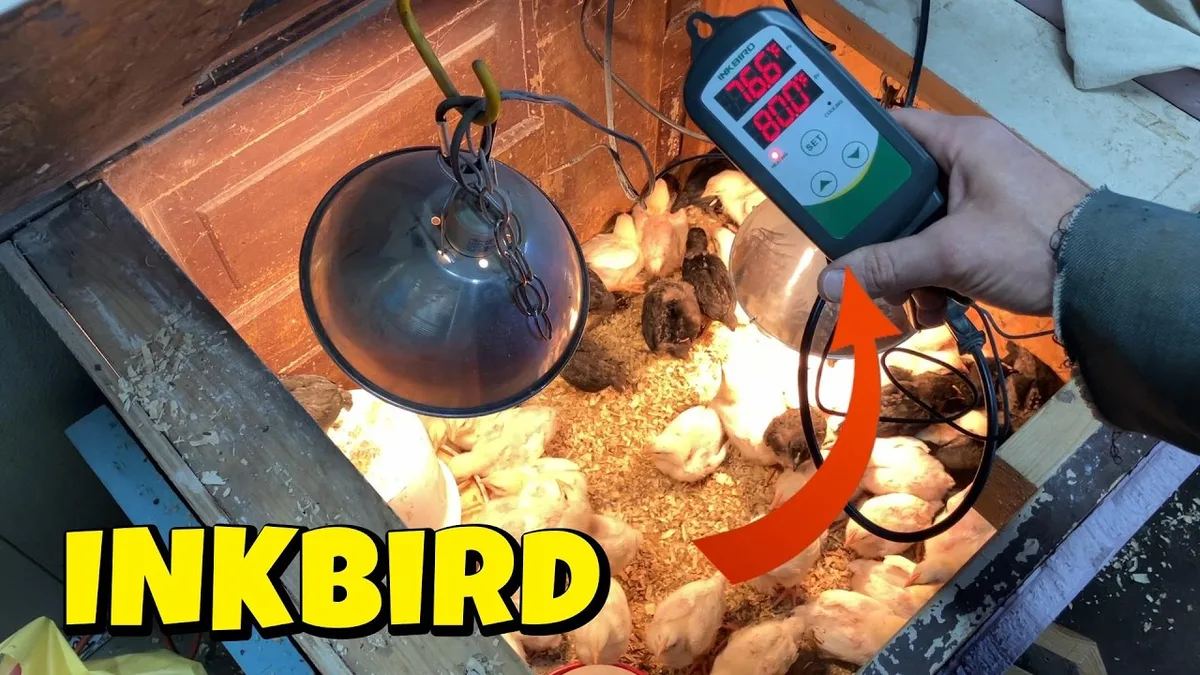 brooder setup