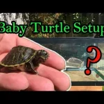 how to care for a baby turtle