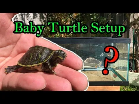 how to care for a baby turtle