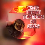 how to take care of a baby chick at home