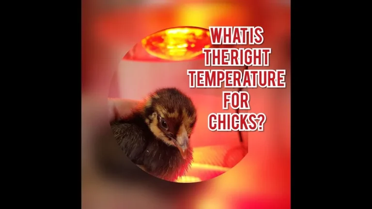 how to take care of a baby chick at home