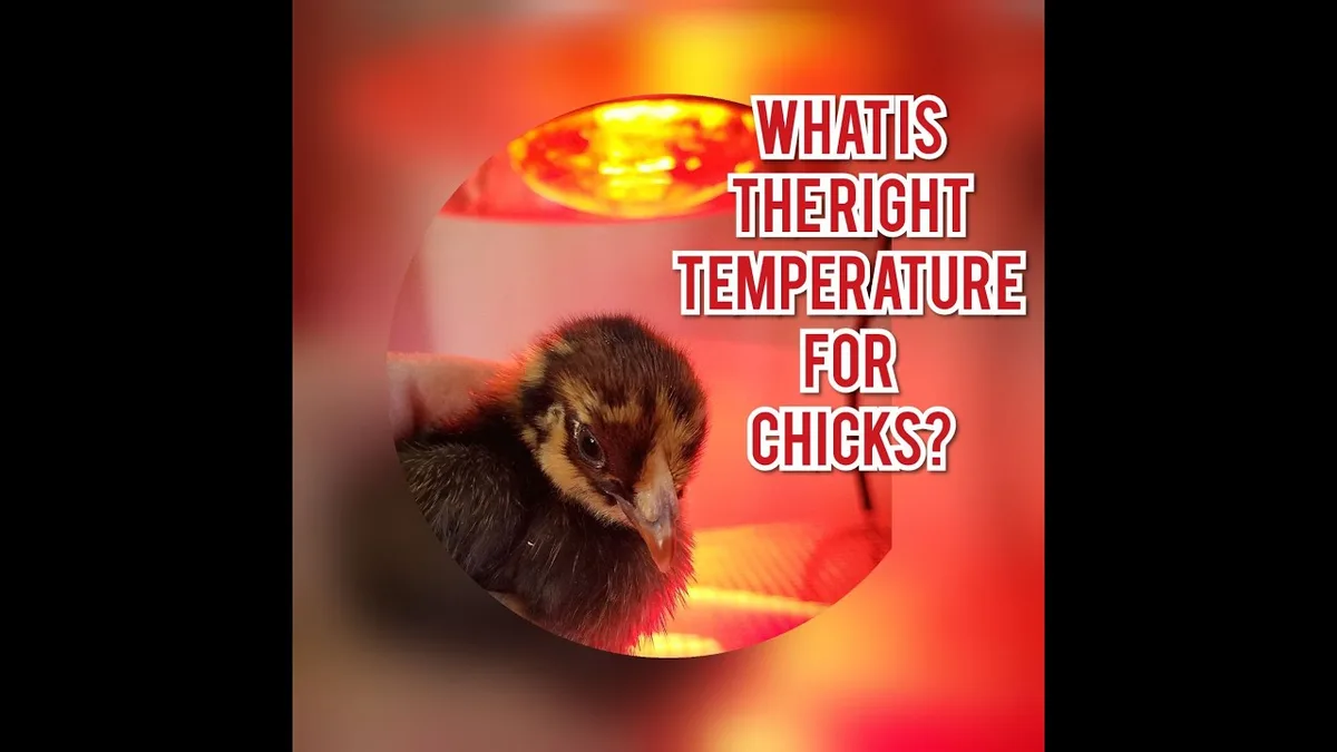 how to take care of a baby chick at home