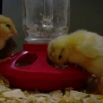 how to take care of a baby chick