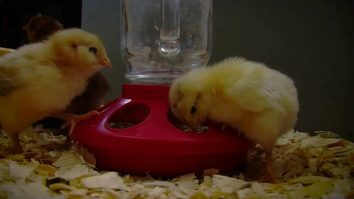 how to take care of a baby chick