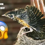 how to take care of a baby robin