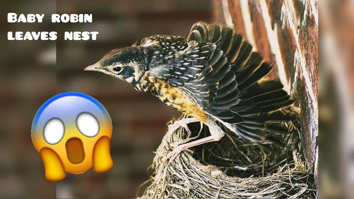 how to take care of a baby robin