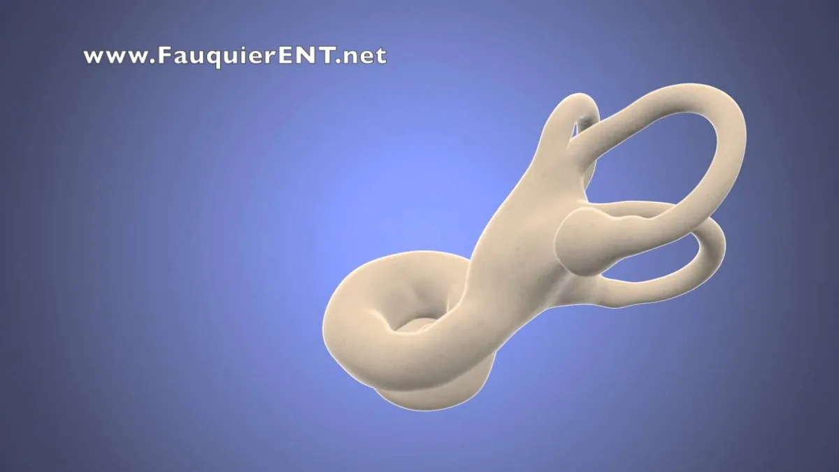 inner ear vestibular system