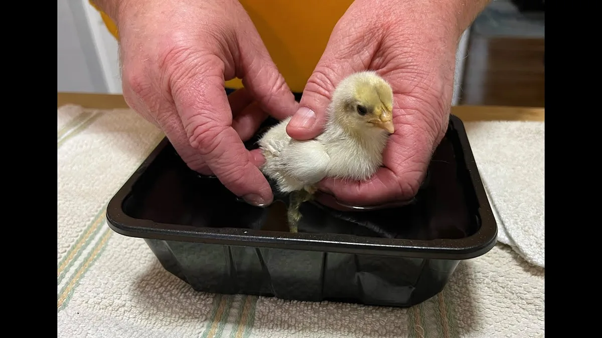 pasty butt treatment