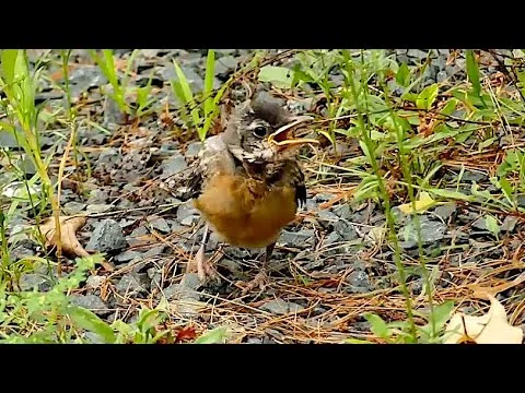 robin nestling vs fledgling