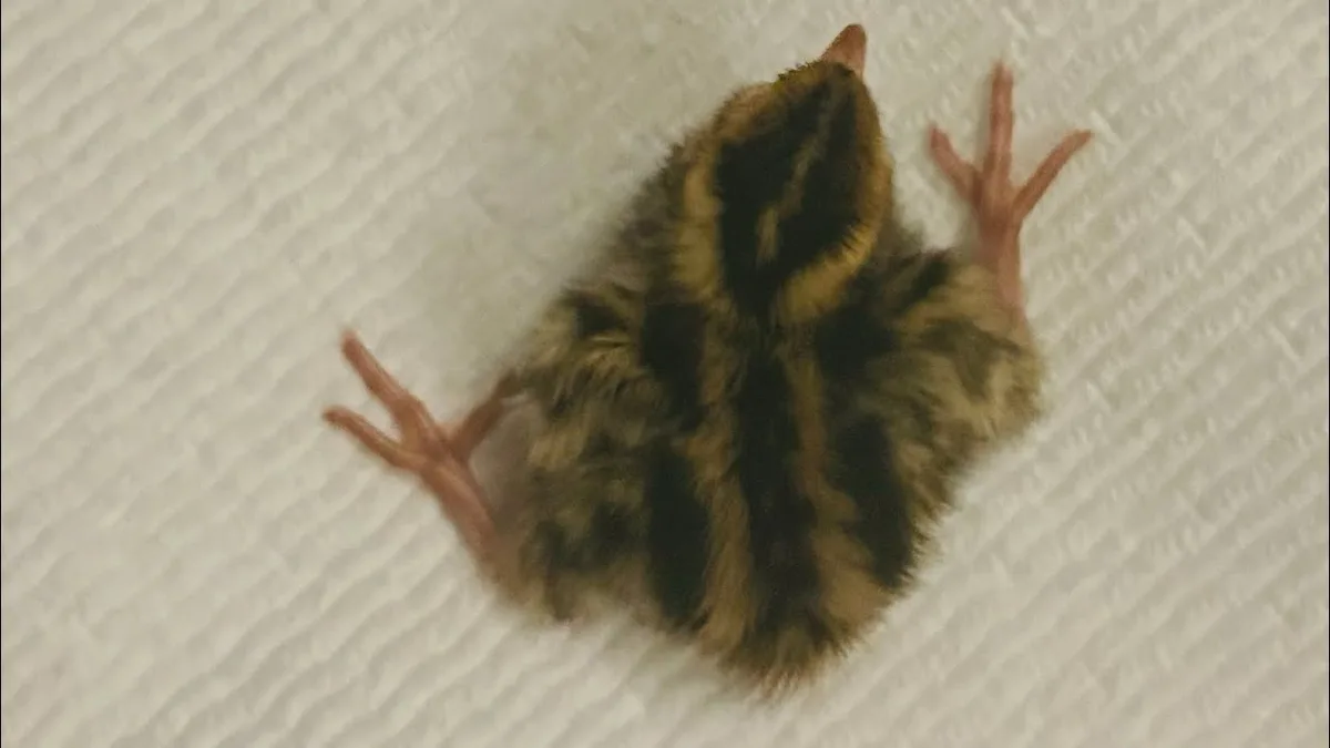spraddle leg chick