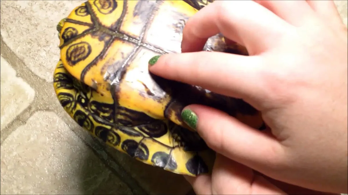 turtle shell health problems