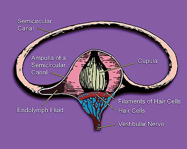 vestibular system development